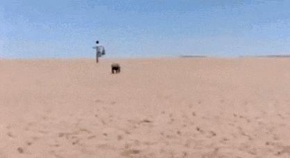 全球最无所畏惧的平头哥,世界上谁能打败平头哥