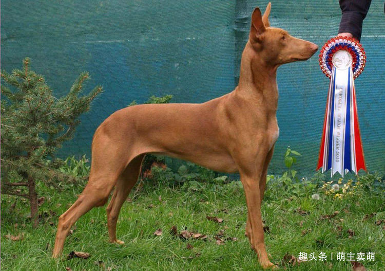 狗狗排行榜前十名最高贵的十种狗,宠物狗当中什么品种的狗狗最聪明