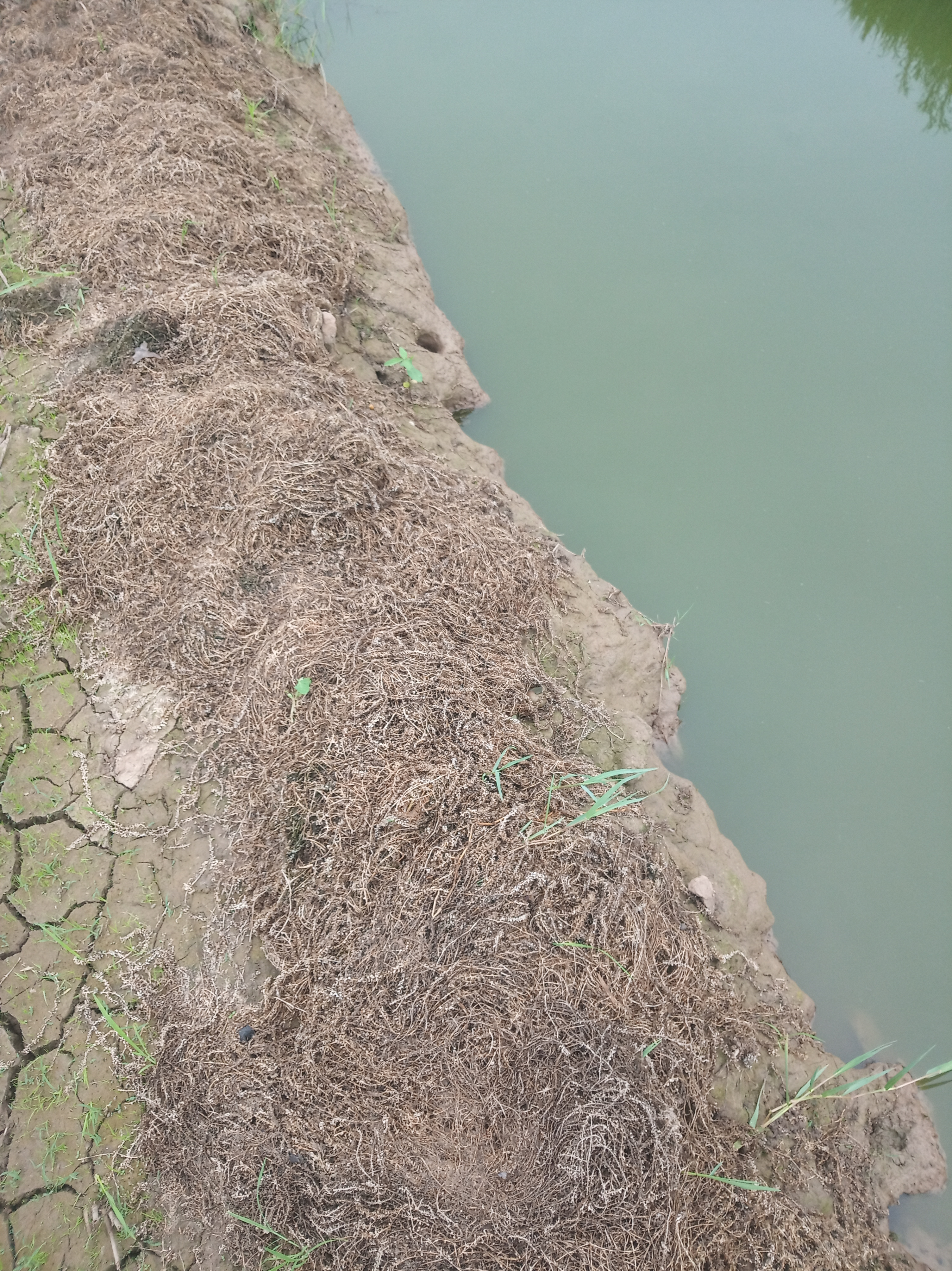 稻虾田漏水补救方法,虾田漏水怎么办
