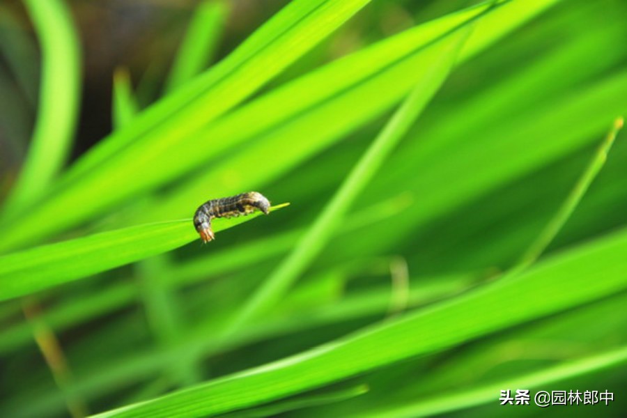 草坪食叶害虫爆发期防治方法,树叶一夜被吃光