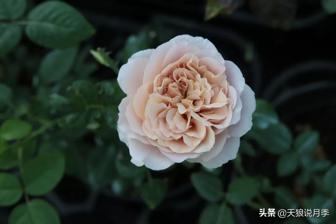 复古色月季什么品种的花好看,值得入手的复古色月季