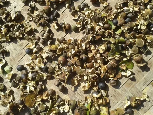 都说茶油好，但茶油的惊人作用，兴宁人知道吗？