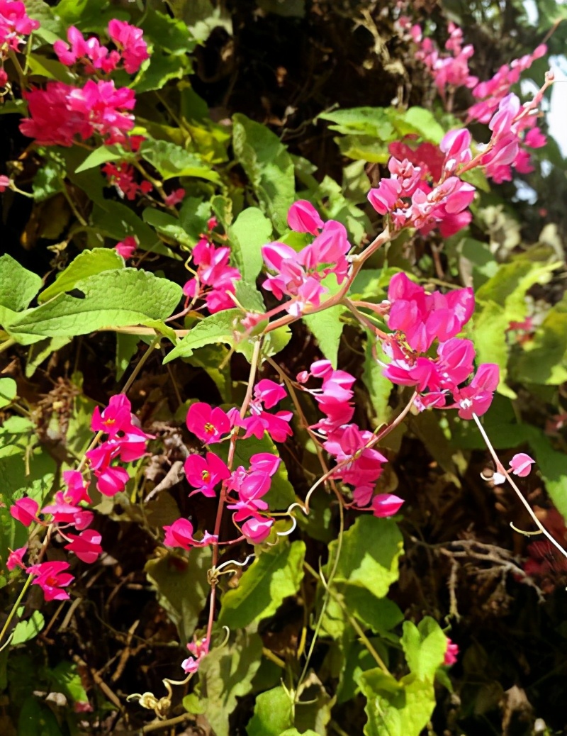 养爬藤花,养爬藤植物对风水好吗