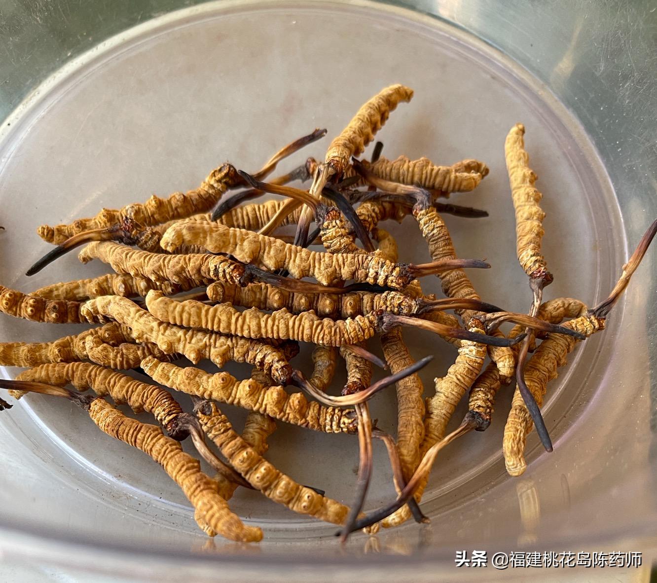 中药冬虫夏草的鉴定方法 (虫草中药材识别图片大全)