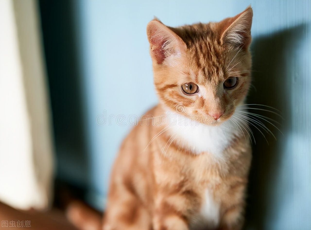 养猫咪新手猫咪护理入门必知,一月的猫咪要怎么养正确方法科普