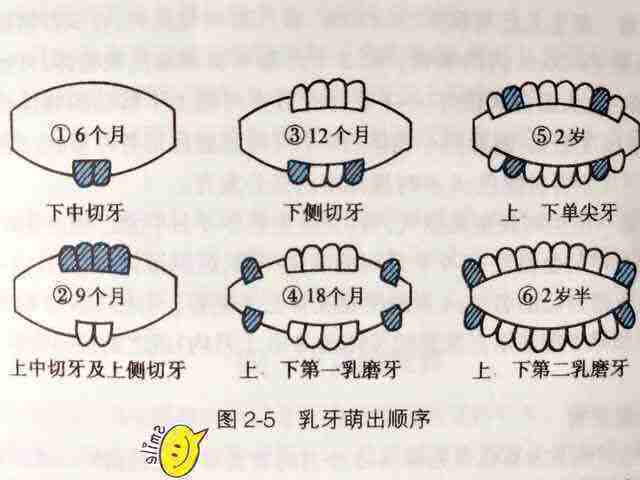 9个月宝宝没出牙不吃奶,9个月纯母乳宝宝没长牙
