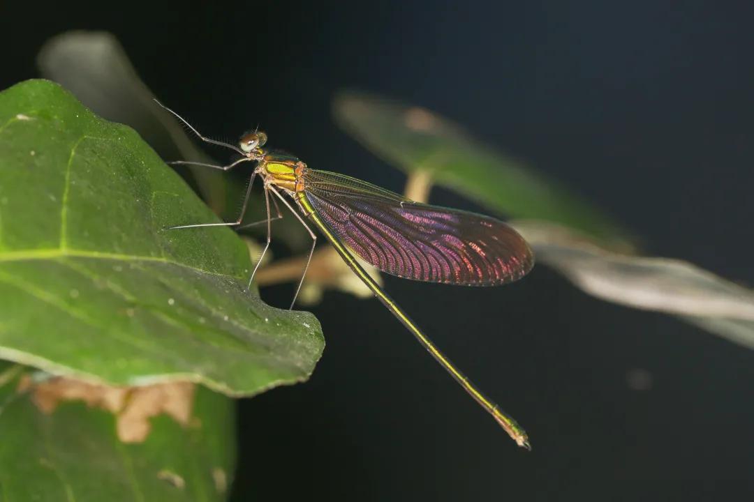 徒步云南虫谷,云南虫谷经典