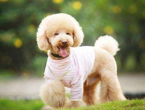 泰迪犬幼犬训练方法大全,泰迪犬怎么训练十大基础动作