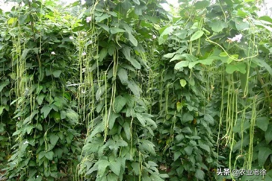 露天蔬菜种植技术大全秋葵,露天平台种植蔬菜