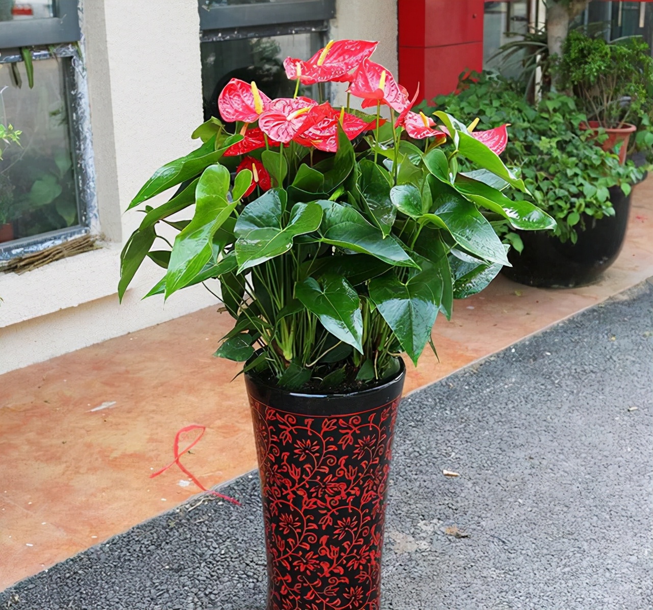 室内可以养的十大吉祥花,最好养的吉祥花有哪些