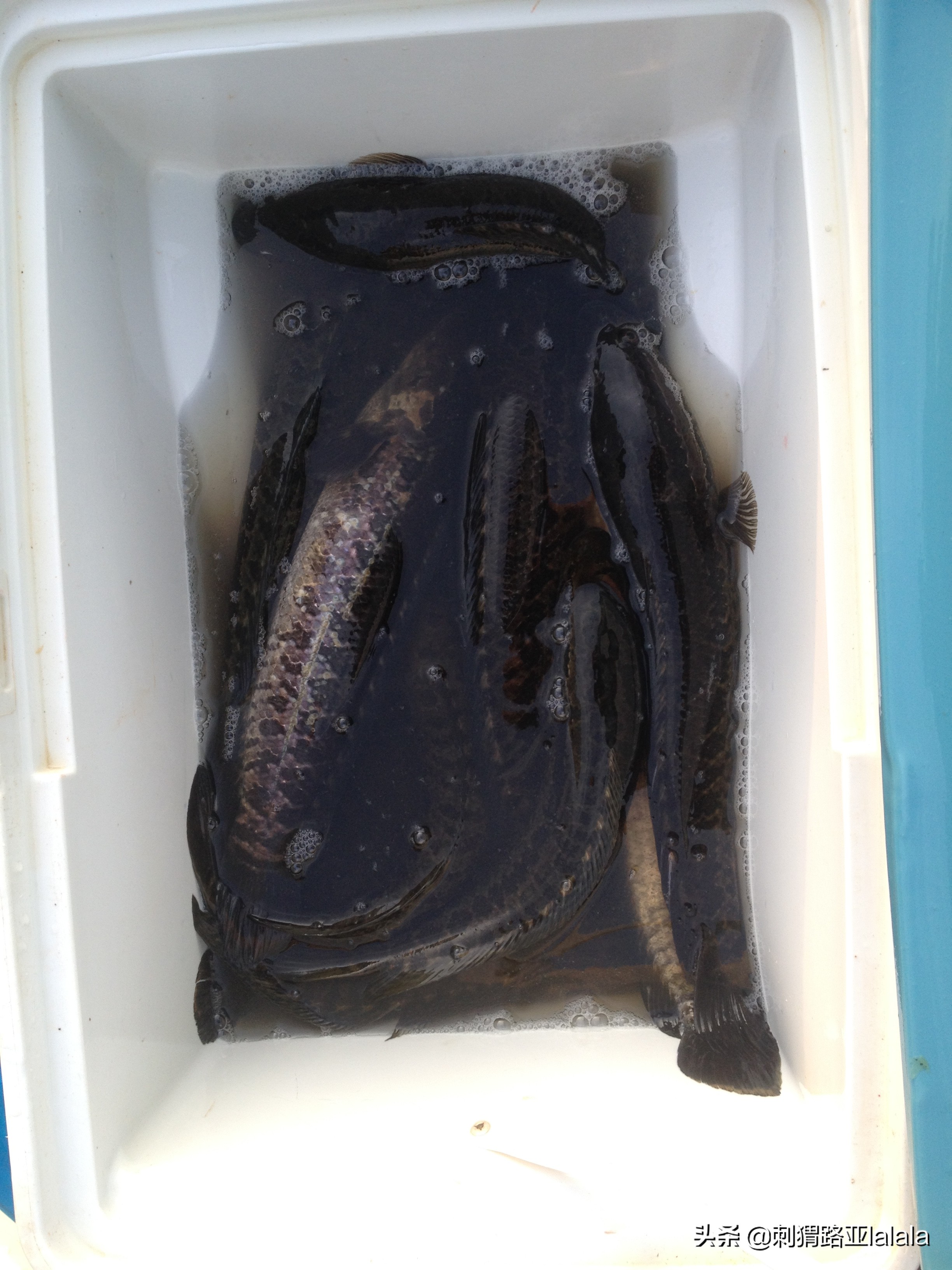 路亚打黑手法怎么操作,路亚打黑实战案例