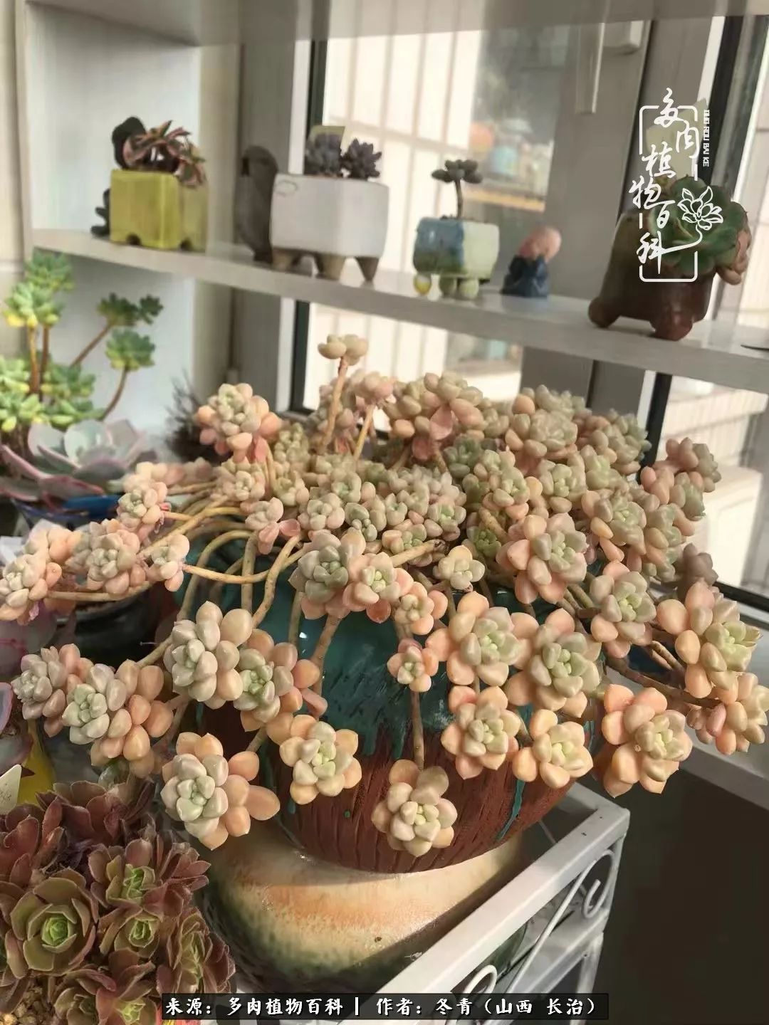 新手养的多肉怎么管理好看,阳台养多肉正确方法