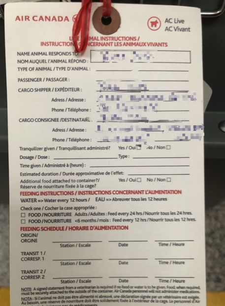 带狗狗移民,怎样带自家狗狗去国外