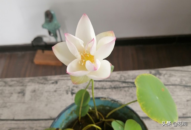 碗莲又到花开时，想要顺利开花，一定要掌握这三点