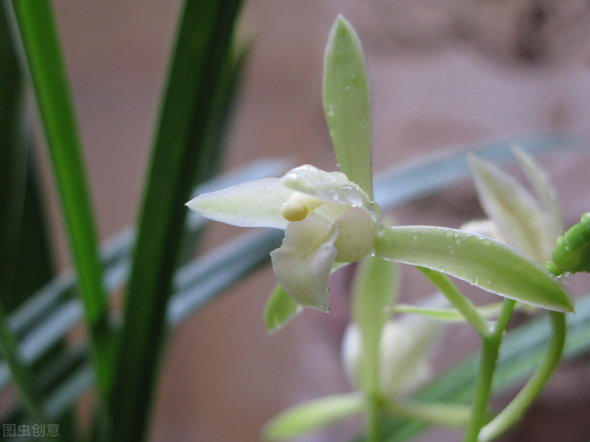 兰花的花苞怎么养才会长大,兰花出花苞怎样养