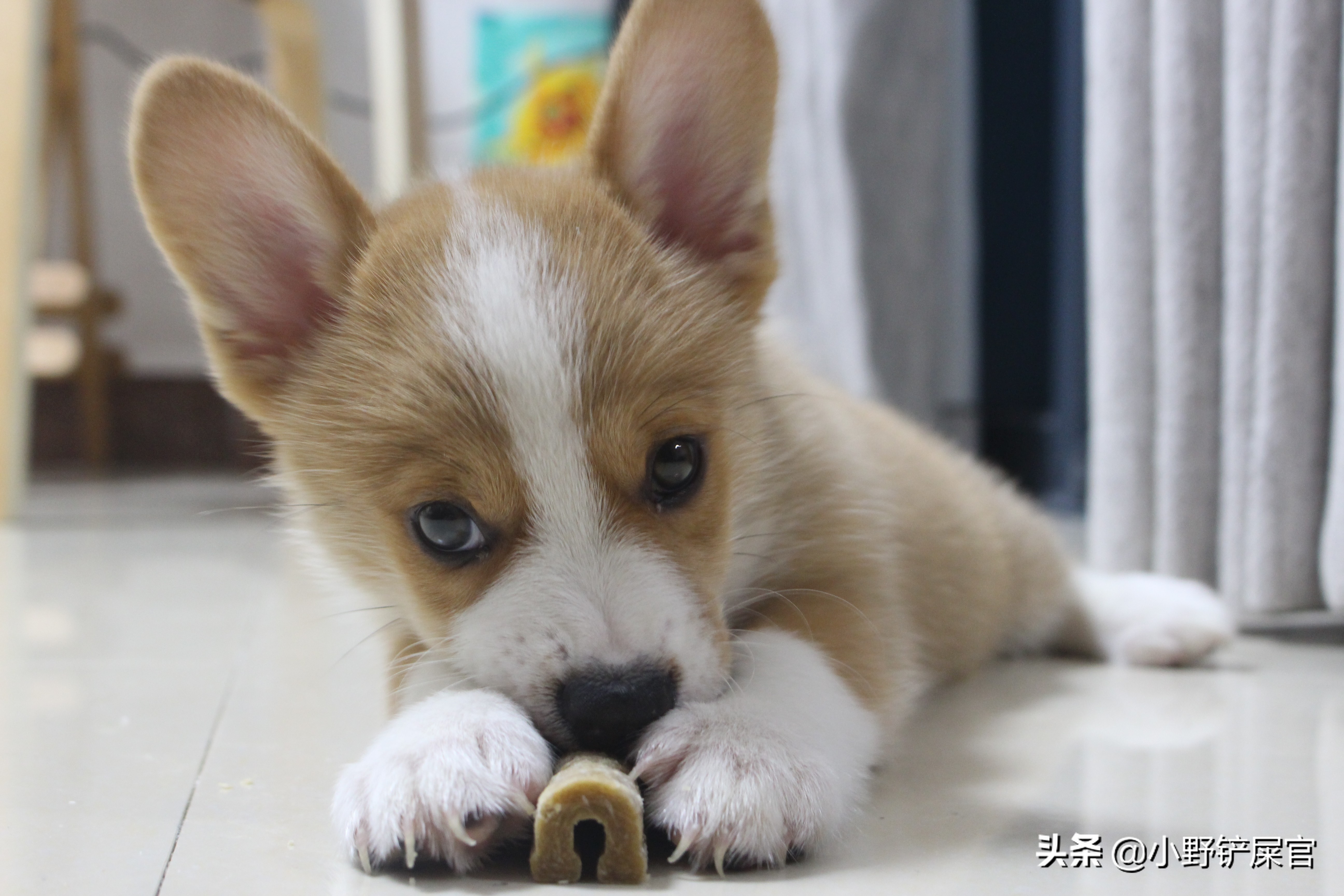 狗狗双排牙影响咬合力吗,狗狗的咬合力多大