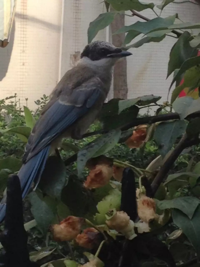 家里来灰喜鹊好吗,灰喜鹊什么季节出现