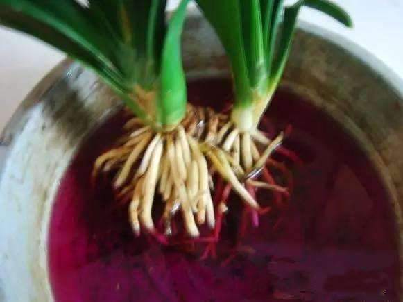 花卉烂根落叶怎么处理好,花卉烂根怎么办教你一招