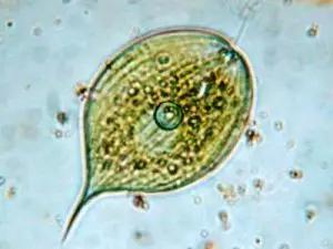 水产养殖业藻类的生命周期,水产养殖常见藻类植物