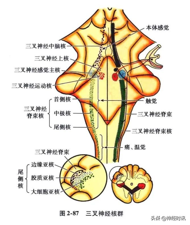 脑干解剖,脑干神经解剖