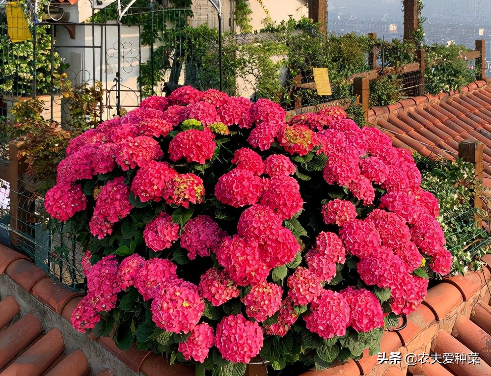 有院子别空着，种上漂亮的“花园3宝”，花期长好打理