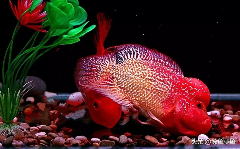 罗汉鱼蹭缸用什么药,罗汉鱼蹭缸抖动怎么回事