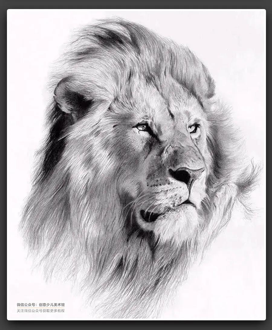 动物素描毛发细节教程,6-12岁儿童素描课程画动物