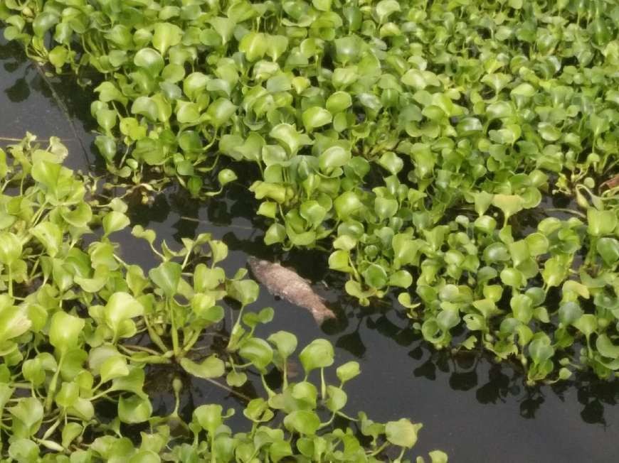 水葫芦生物入侵怎么治理,水葫芦的泛滥是怎样处理的