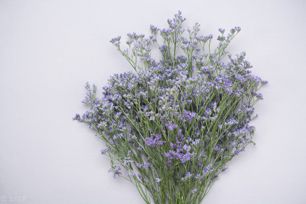 香槟玫瑰的花语是什么,玫瑰的花语是什么大全