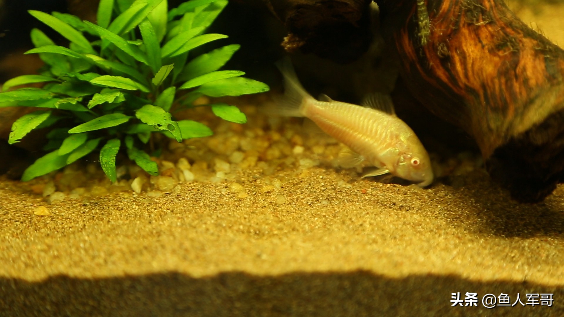 小观赏鱼怎么养着养着就死了,观赏鱼最好养的品种不需要经常喂