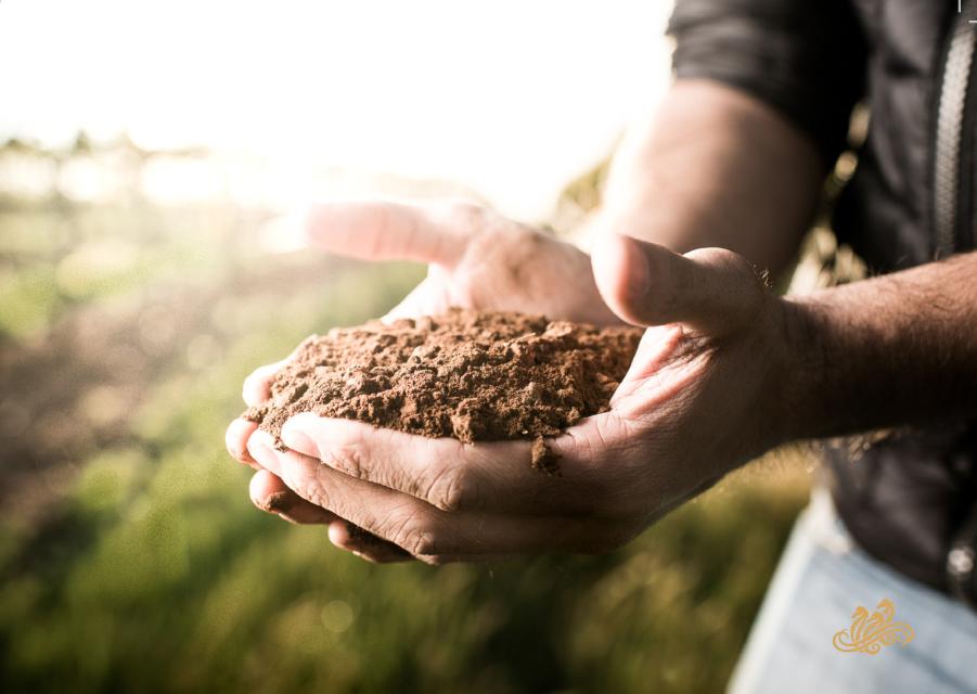 澳大利亚葡萄酒性价比探析,澳大利亚葡萄酒品牌有哪些