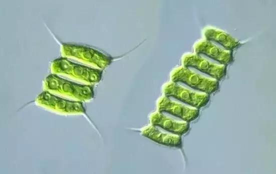 水产养殖业藻类的生命周期,水产养殖常见藻类植物