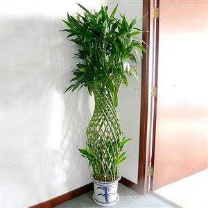 富贵竹弯曲造型是怎么做到的,富贵竹的造型有哪些