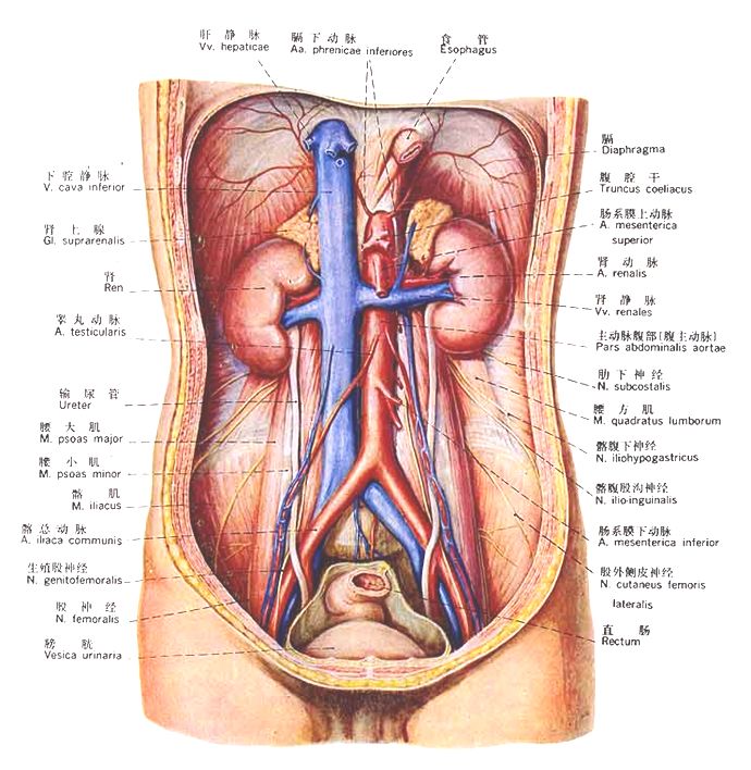 泌尿系统解剖讲解视频,泌尿系统肾脏解剖图谱