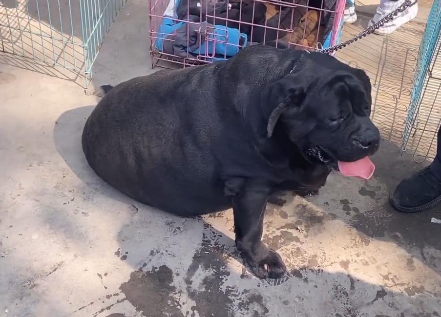 狗市拉布拉多双血统才800真的吗,狗市顶级品相拉布拉多