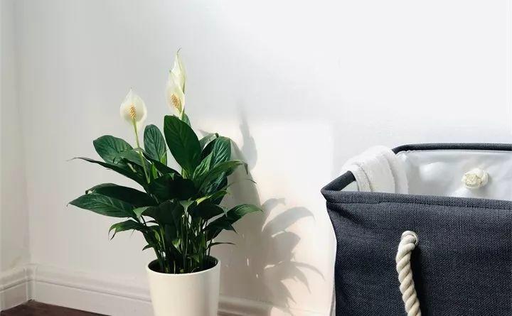 养花新手不知道养什么，就选这几种植物，轻松养爆盆