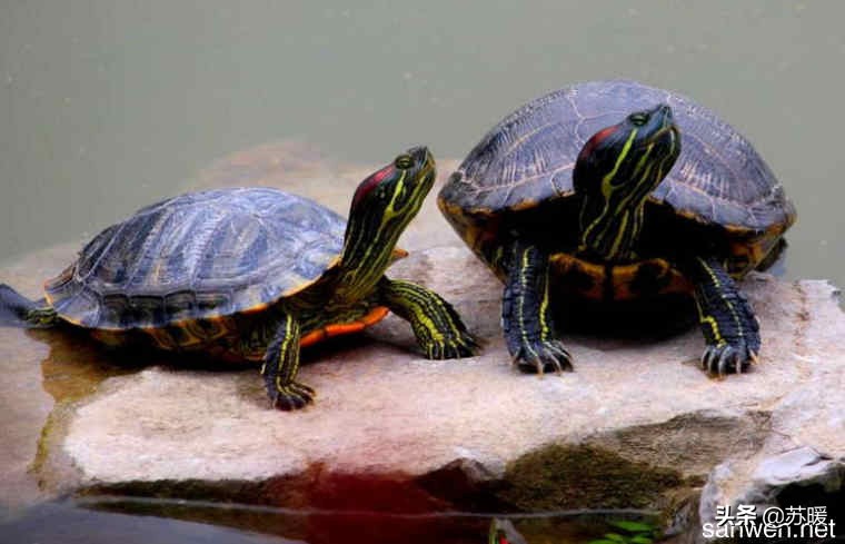 养巴西龟的十大小技巧,养乌龟新手入门巴西龟怎么选
