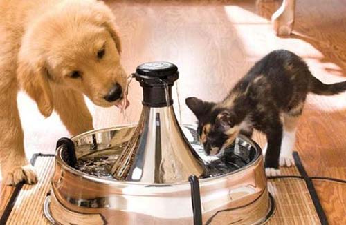 狗狗一次拉很多尿正常吗,狗狗拉尿很多次是什么原因