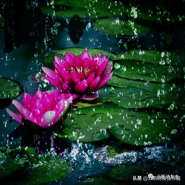 杨新跃最有名的十首诗,现代诗人夏天