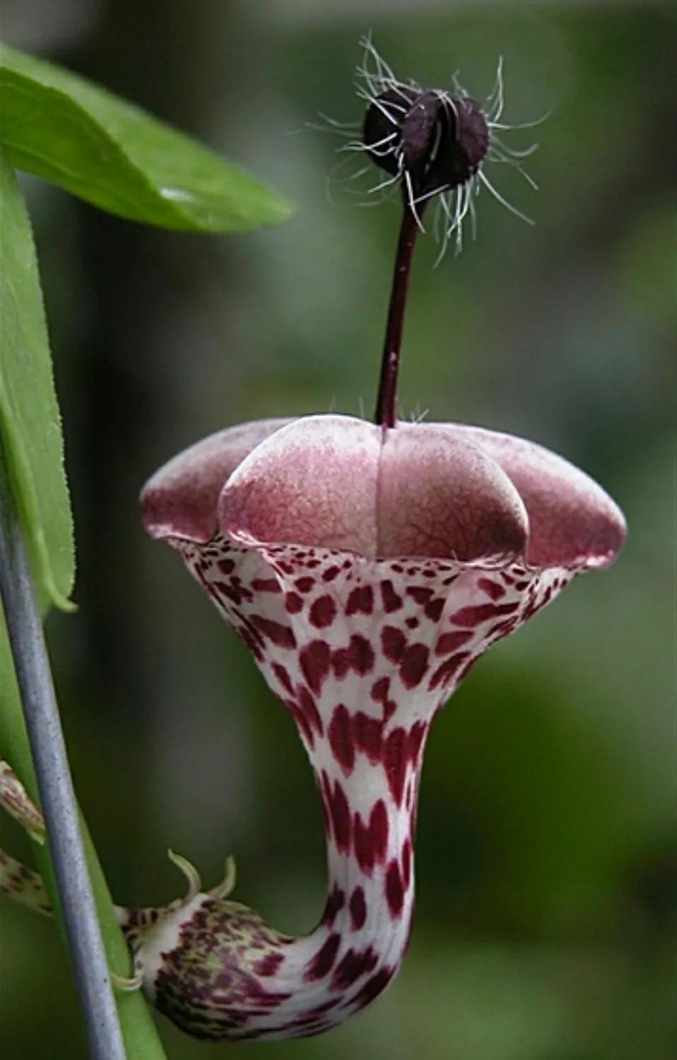 秋日私语：抬头一笑百媚生，美不惊人死不休的造型奇花