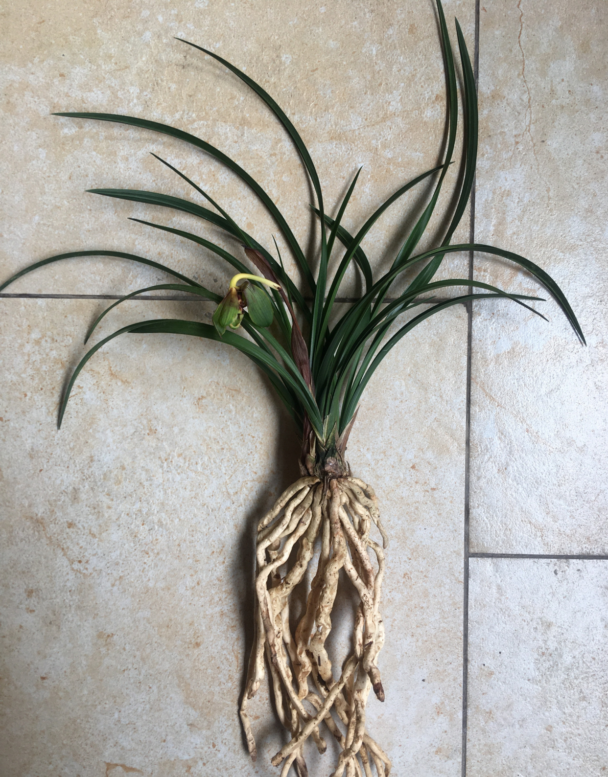 春兰宋梅怎么养才容易开花呢,春兰宋梅养护方法及注意事项