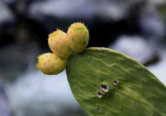 仙人掌有毒吗会不会咬人,带刺的仙人掌有毒吗能放卧室吗