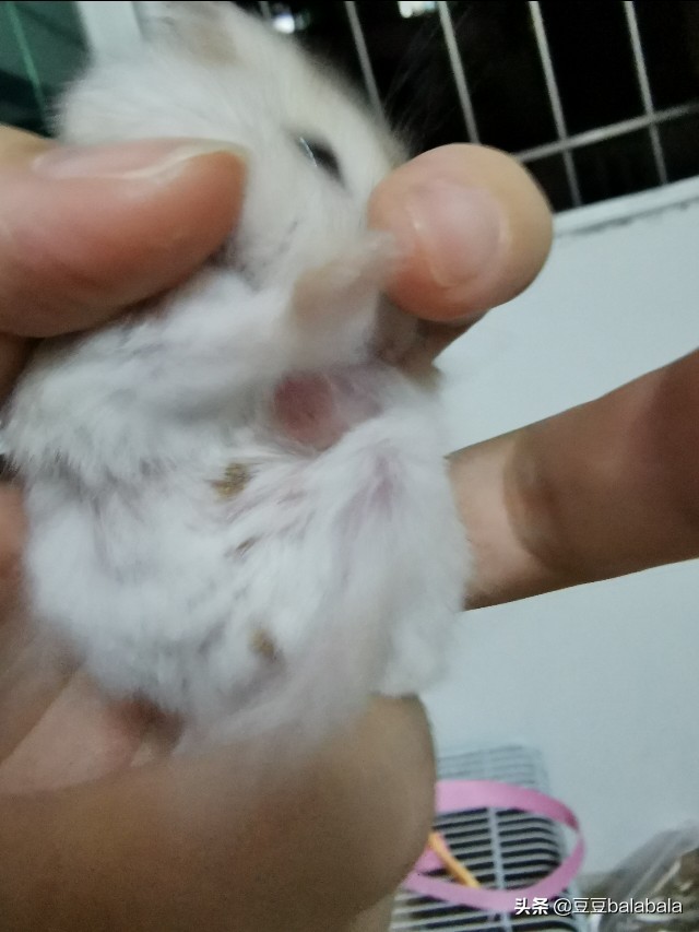 小仓鼠病好了什么症状,小仓鼠豆豆