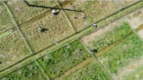 特色种植什么一年能有百万效益,一亩地种植两季投入多少收益多少