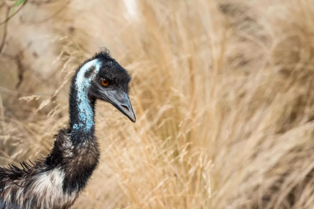 悉尼到阿德莱德自驾游,澳大利亚阿德莱德悉尼距离