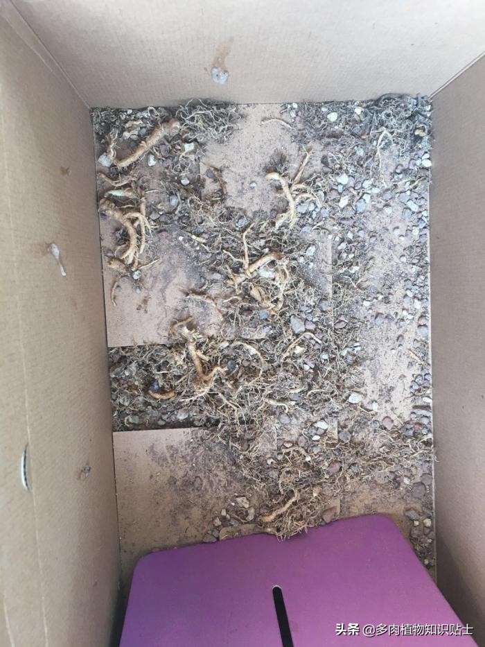 仙人掌什么情况下修根,怎么给仙人掌修形