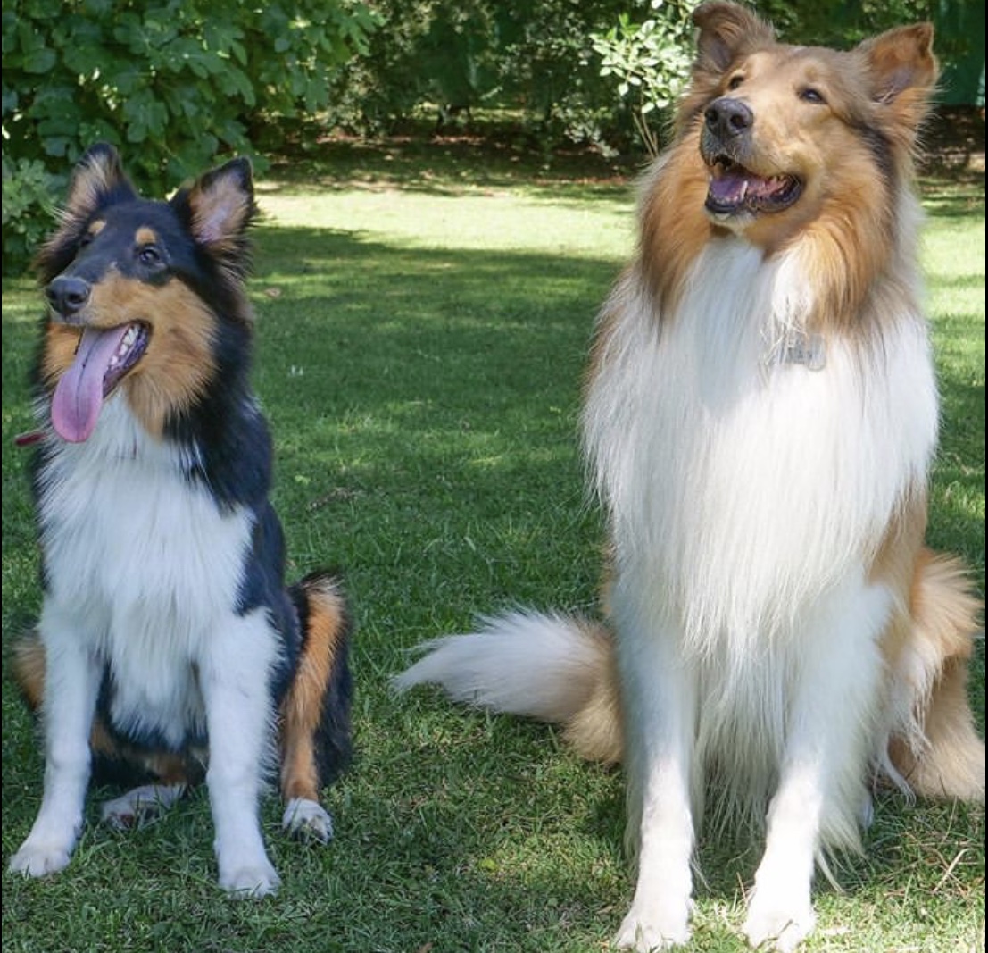 当英国的狗碰上阿根廷总统，宠爱到了极点！有谁还记得英阿世仇？