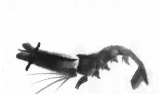 齐白石群虾的绘画手法,齐白石群虾用铅笔怎么画