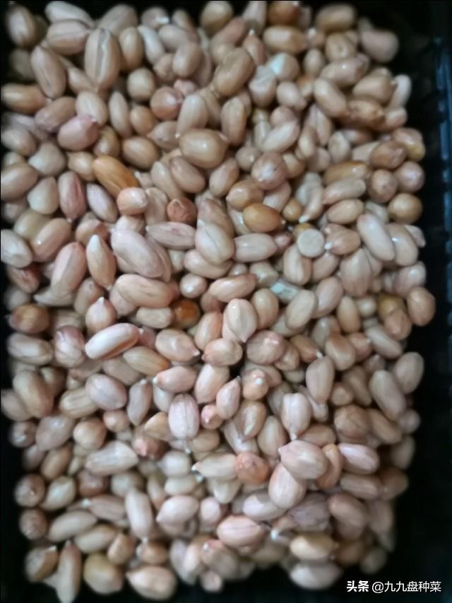 水培花生芽的销路,想学水培花生芽