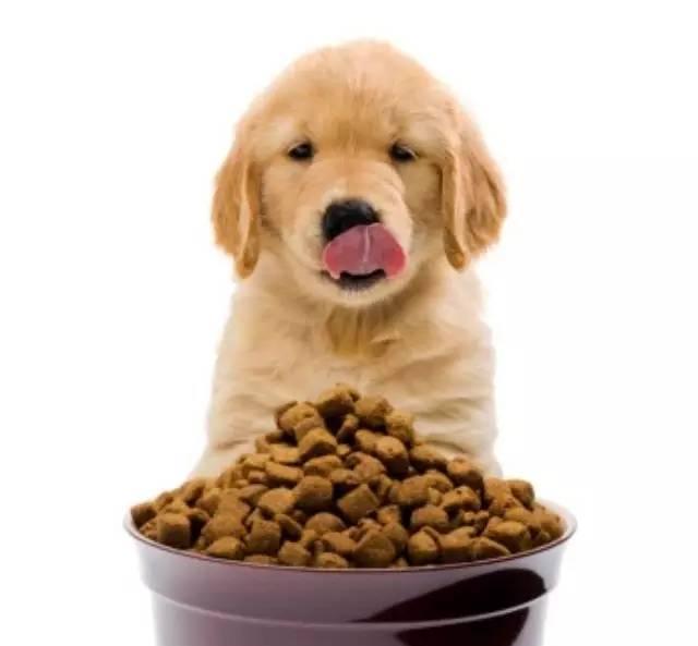 狗狗美毛选哪款狗粮,益生臻选狗粮怎么样